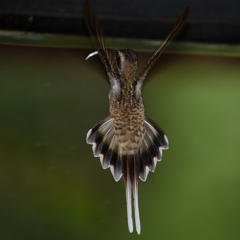 Langschwanz-Schattenkolibri - ML205456541