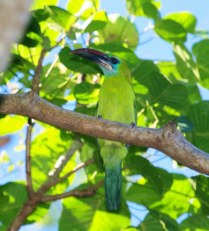 Тукан блакитнощокий (підвид sulcatus/erythrognathus) - ML205456591