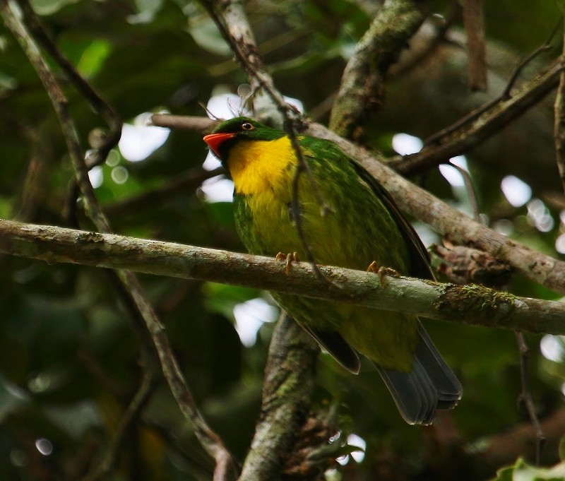 Golden-breasted Fruiteater - Margareta Wieser