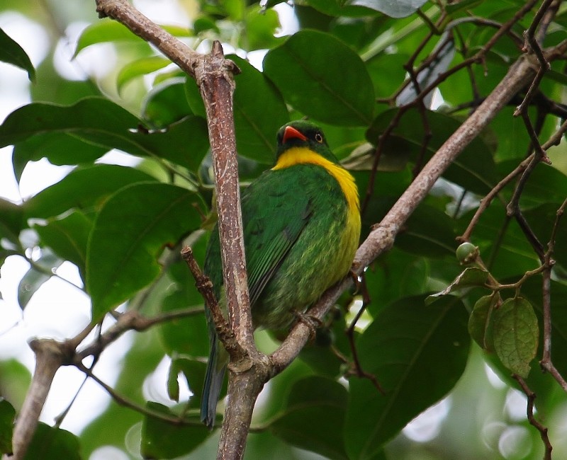 Cotinga à poitrine d'or - ML205457081