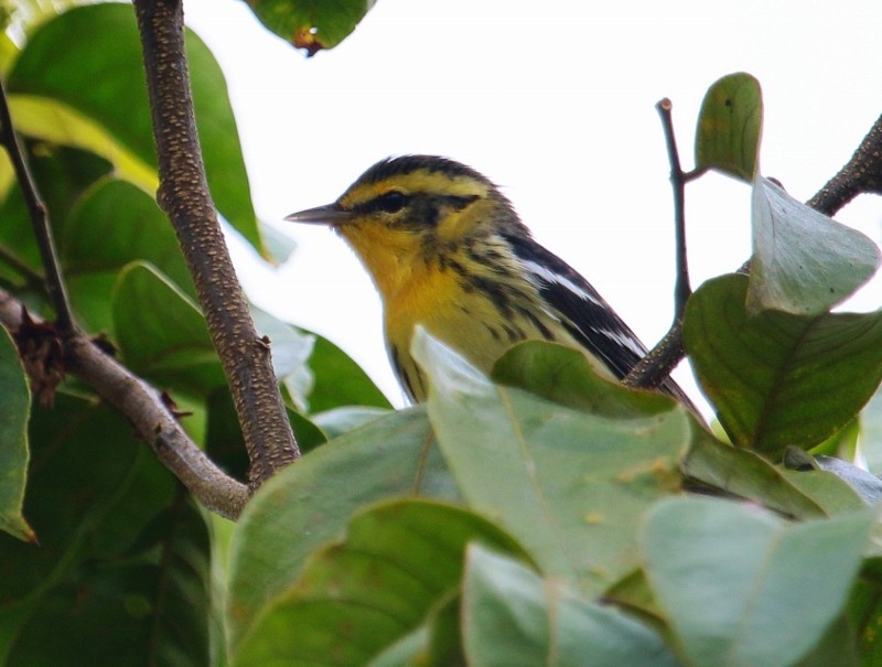 Blackburnian Warbler - Margareta Wieser