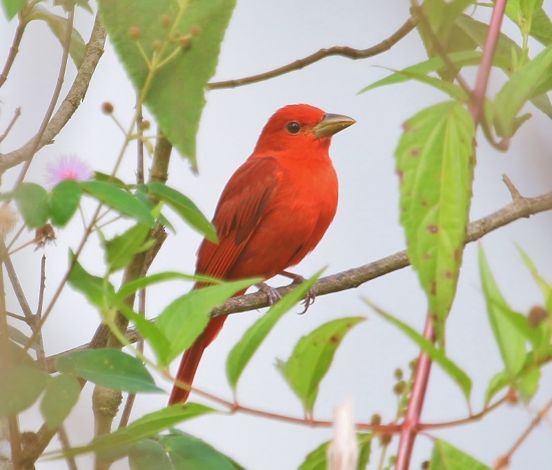 Summer Tanager - Margareta Wieser