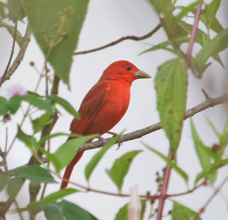 Summer Tanager - ML205457141