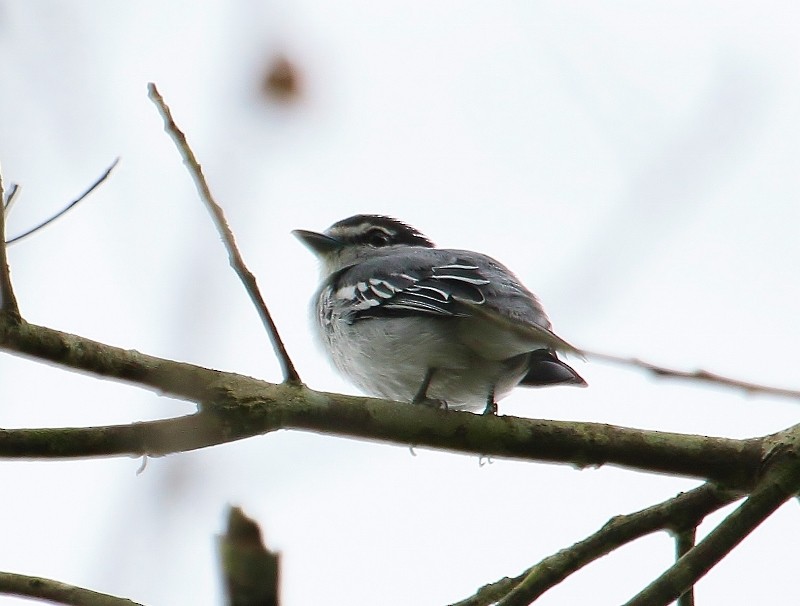 Black-and-white Becard - Margareta Wieser