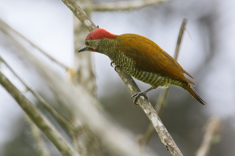 Golden-olive Woodpecker (Golden-olive) - Margareta Wieser