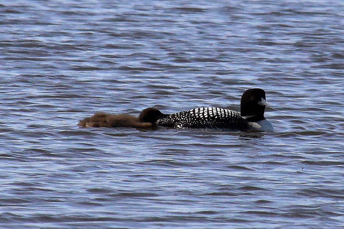 Plongeon huard - ML205458241