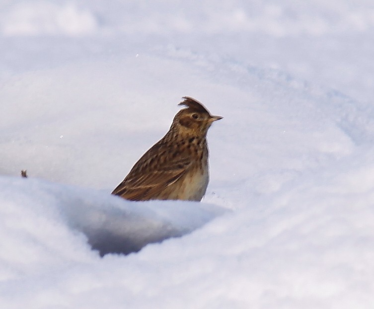 Eurasian Skylark - ML205458281