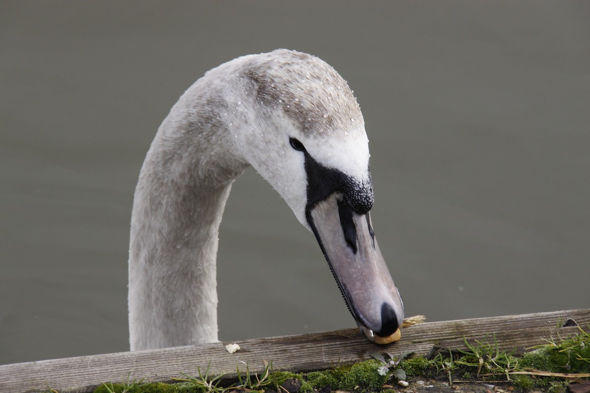 Cygne tuberculé - ML205458311