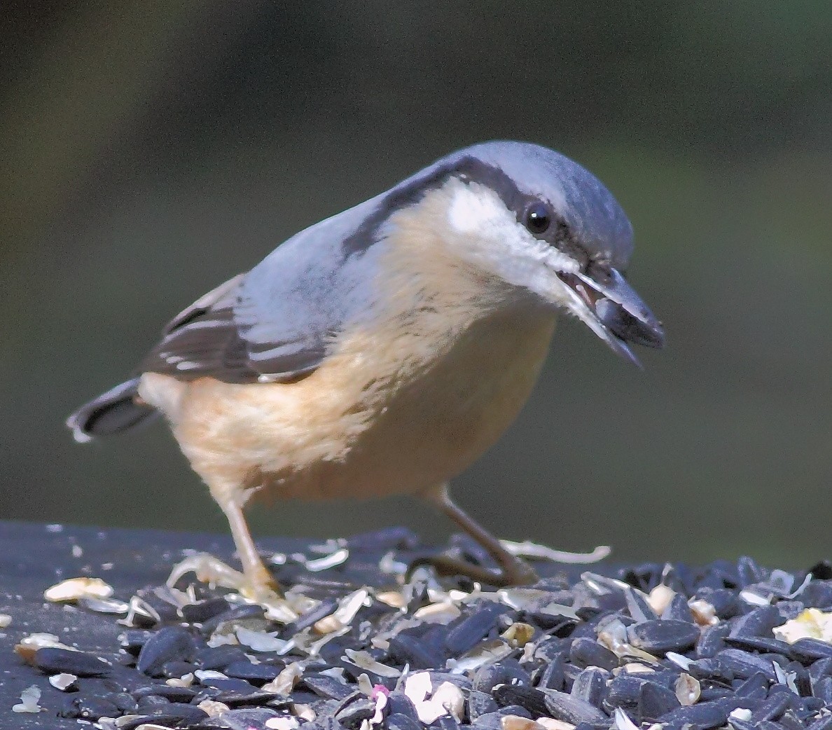 Eurasian Nuthatch - ML205458441