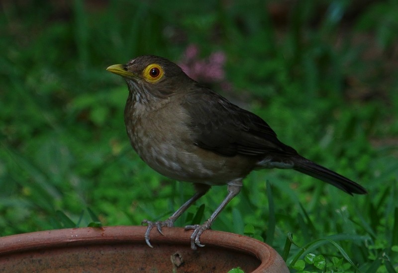 Spectacled Thrush - ML205458671