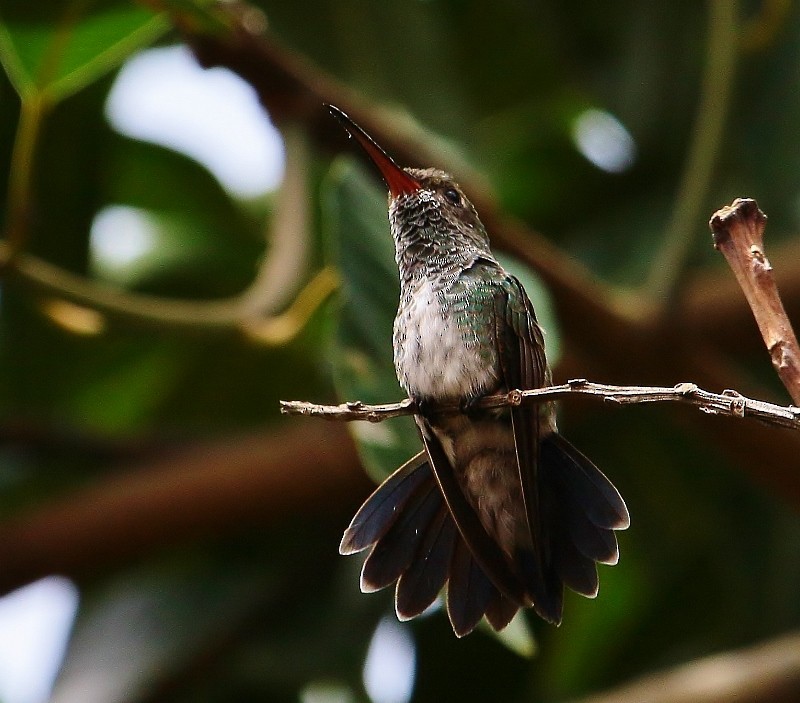 Glittering-throated Emerald - ML205458691