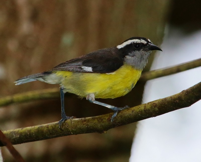 Bananaquit - ML205458741