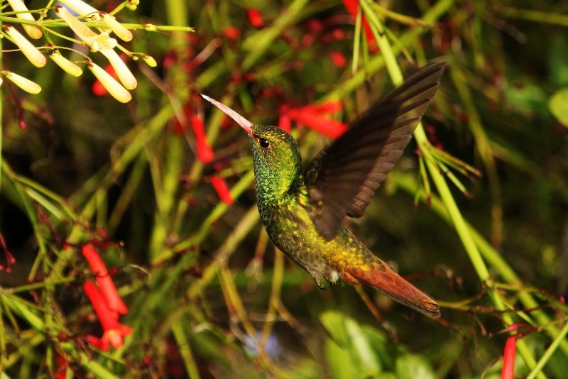 Rufous-tailed Hummingbird - ML205458911