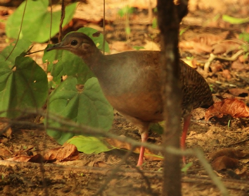 Tinamou à pieds rouges - ML205458951