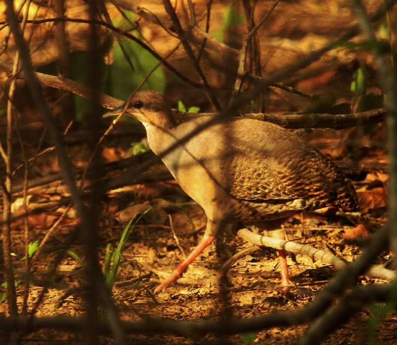 Red-legged Tinamou - ML205458971