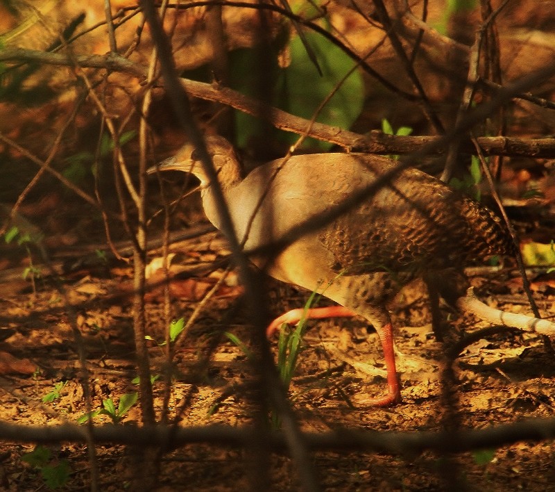 Red-legged Tinamou - ML205458981