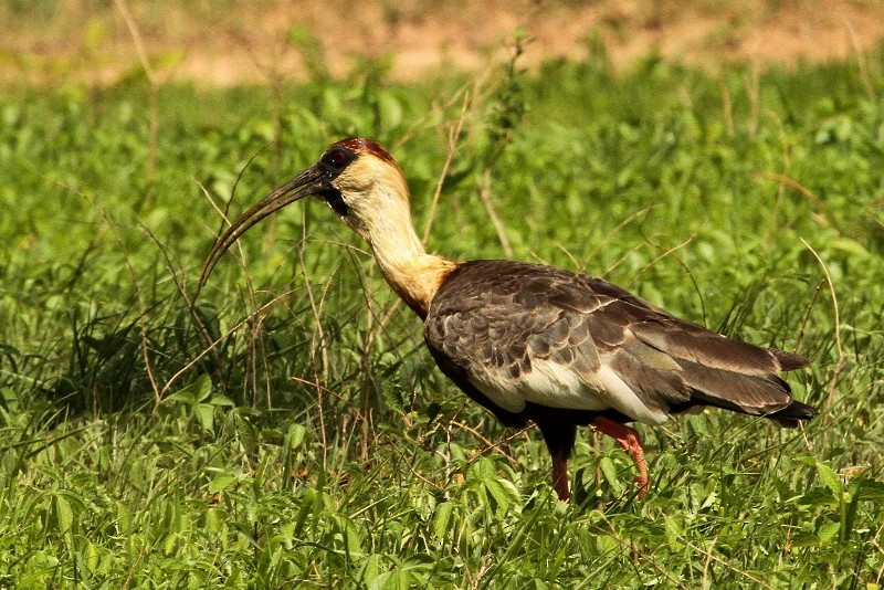 Buff-necked Ibis - ML205459031