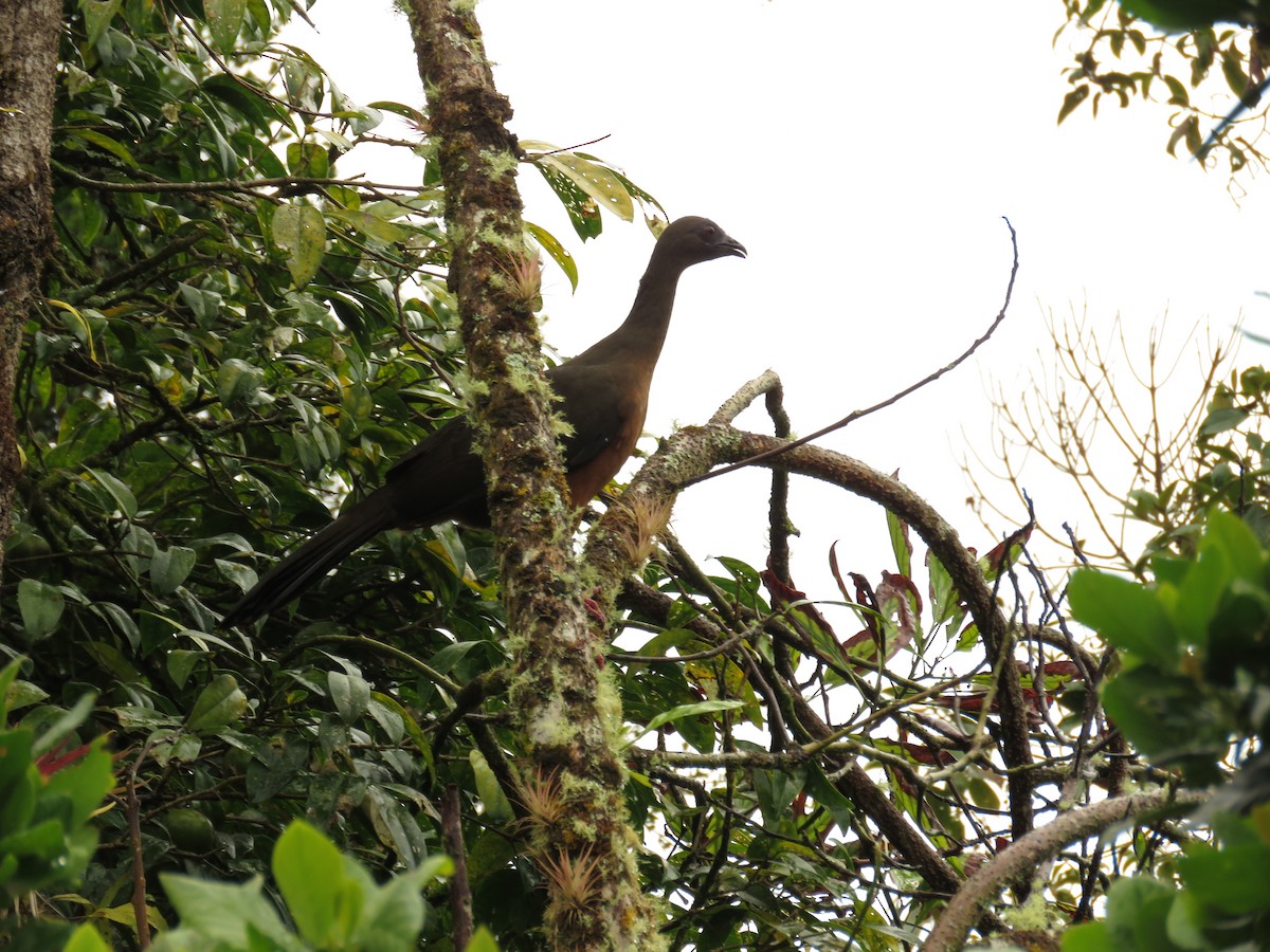 Sickle-winged Guan - ML20546021
