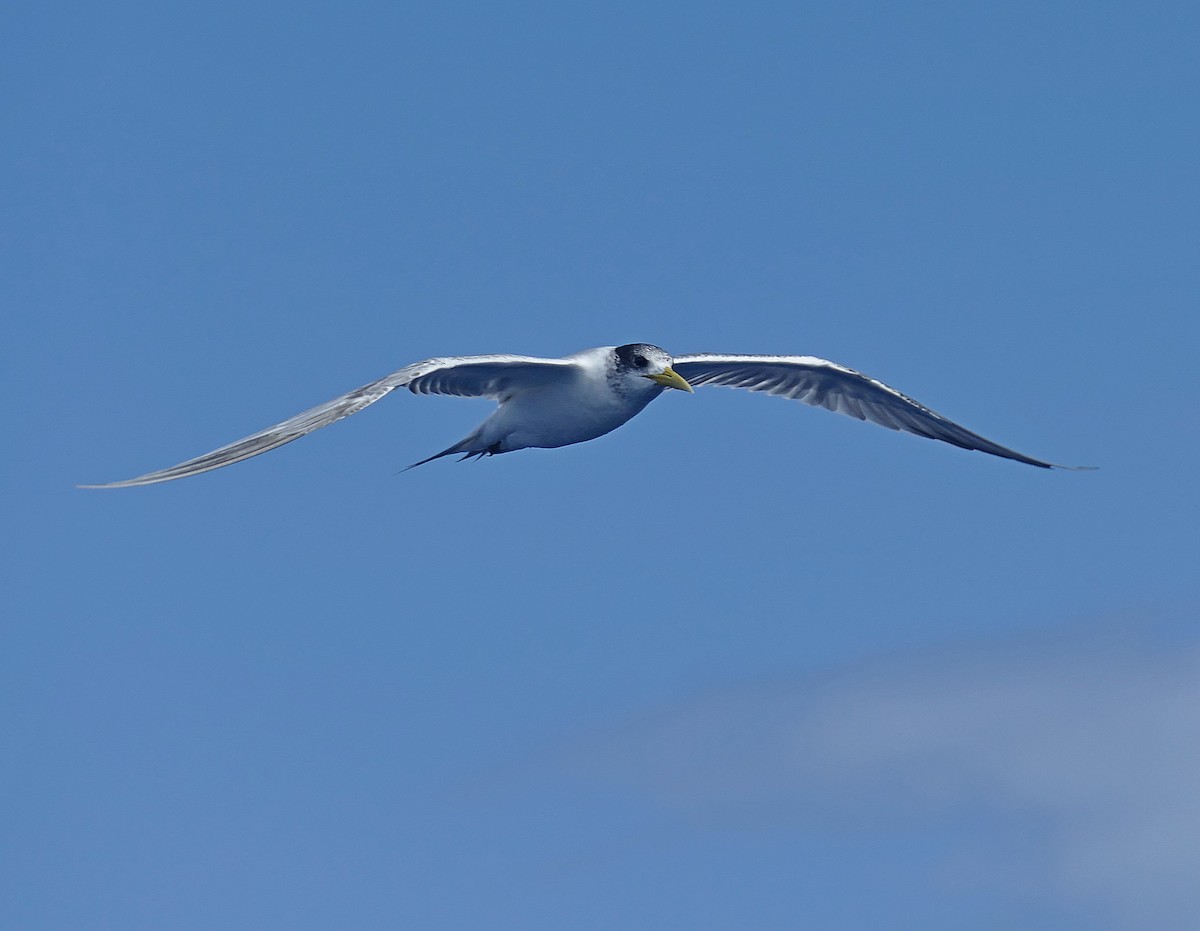 Great Crested Tern - Jens Thalund