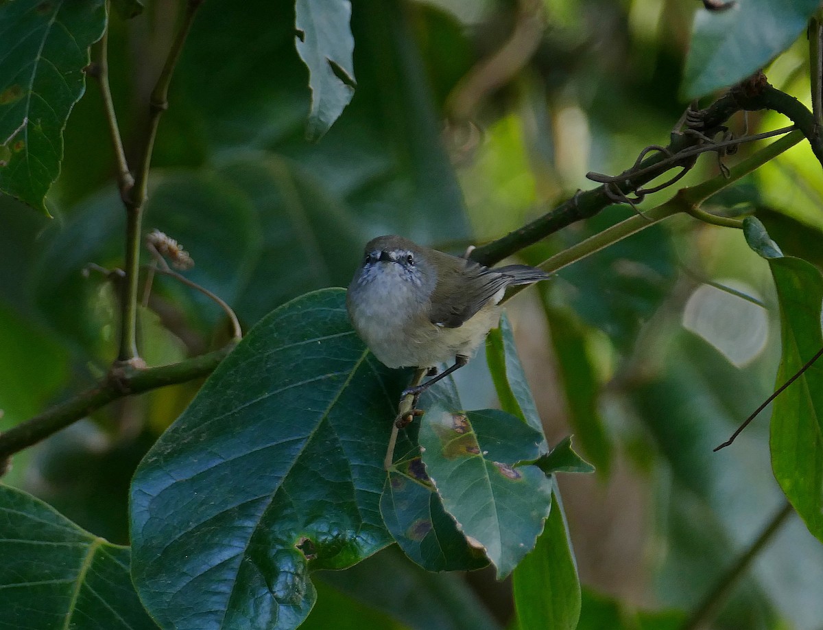 Brown Gerygone - ML205461081