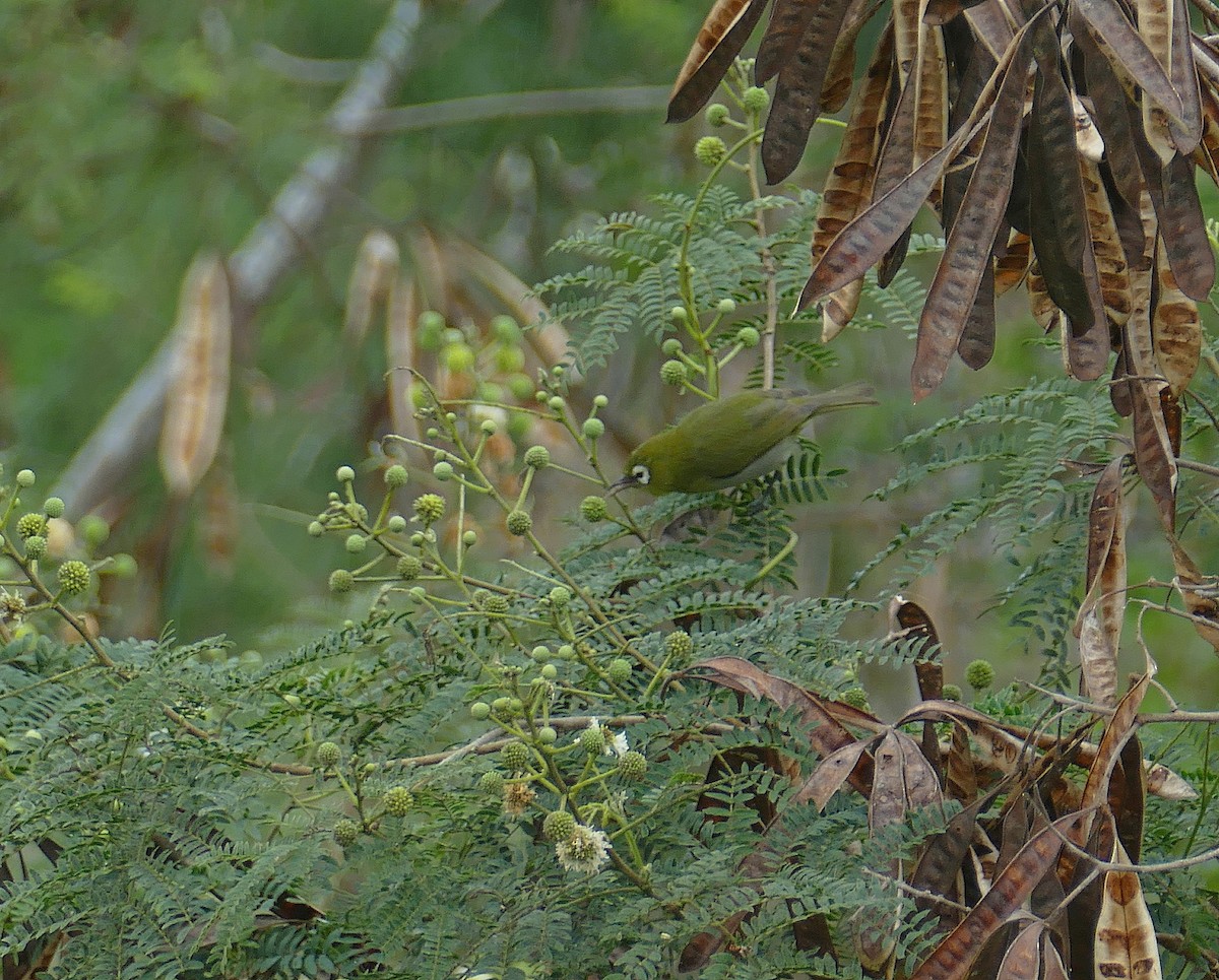 Green-backed White-eye - ML205461361