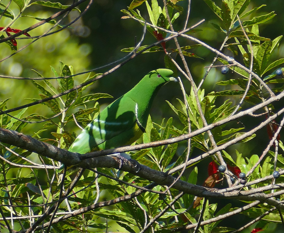 Cloven-feathered Dove - Jens Thalund