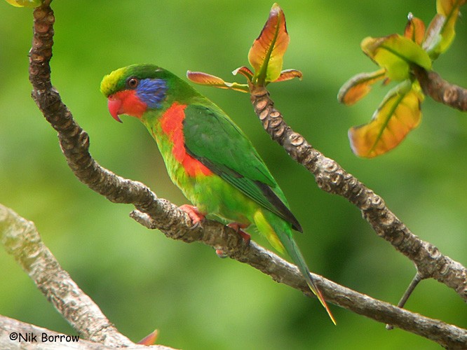 Red-flanked Lorikeet - Nik Borrow