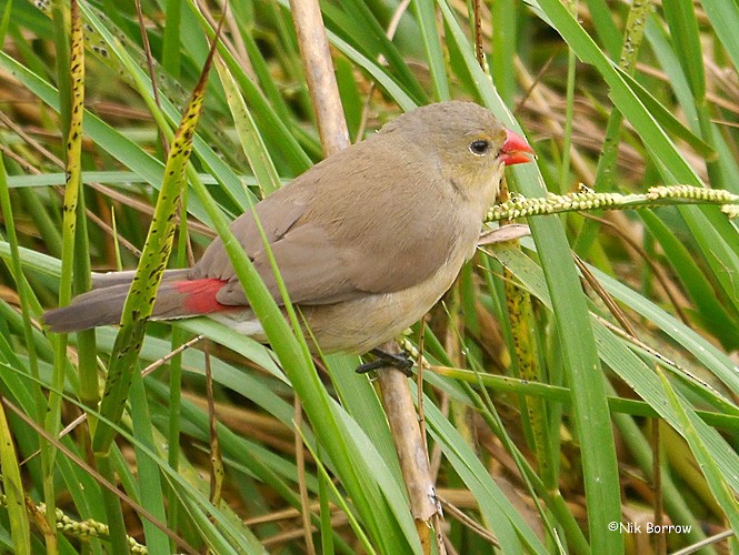 Fawn-breasted Waxbill (Abyssinian) - ML205461581