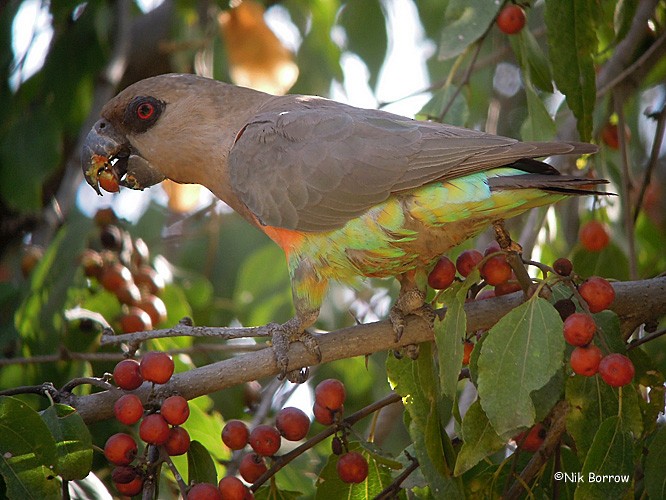 Red-bellied Parrot - ML205461621