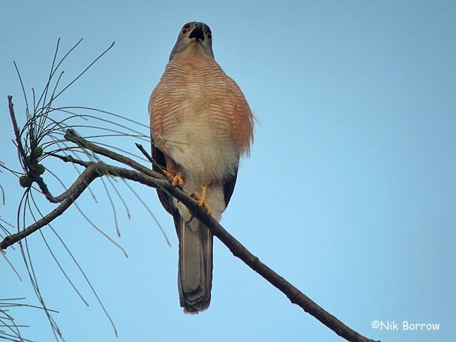 African Goshawk (Pemba) - ML205461691