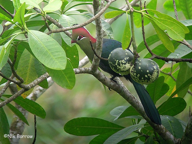 Fischer's Turaco (Fischer's) - ML205461761