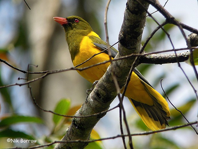 Green-headed Oriole (Green-headed) - Nik Borrow