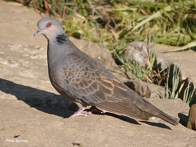 Dusky Turtle-Dove - ML205461831