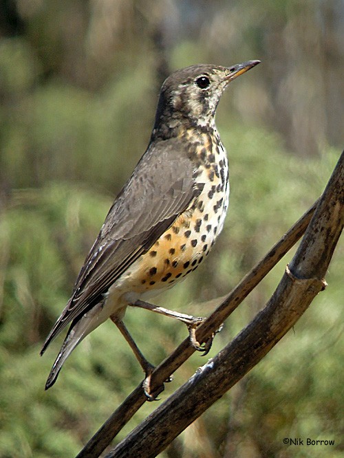 Ethiopian Thrush - Nik Borrow