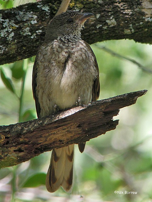 Scaly-throated Honeyguide - Nik Borrow