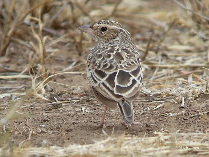 Singing Bushlark (Singing) - Nik Borrow