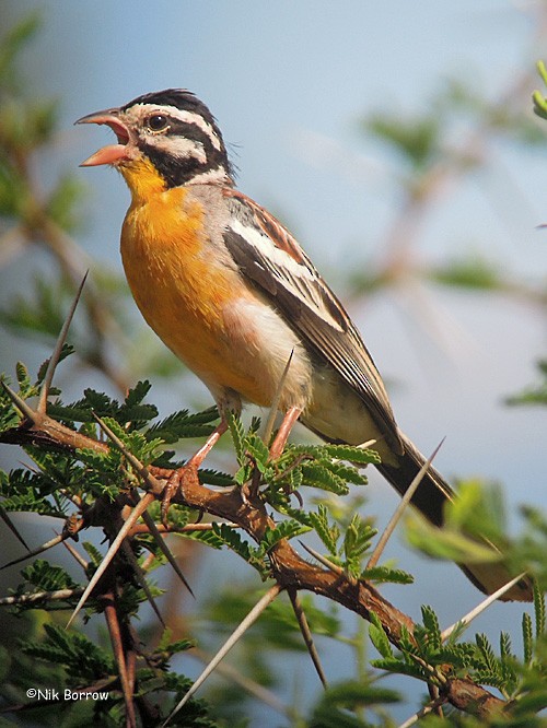 Somali Bunting - Nik Borrow