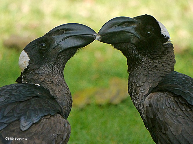 Thick-billed Raven - ML205461951