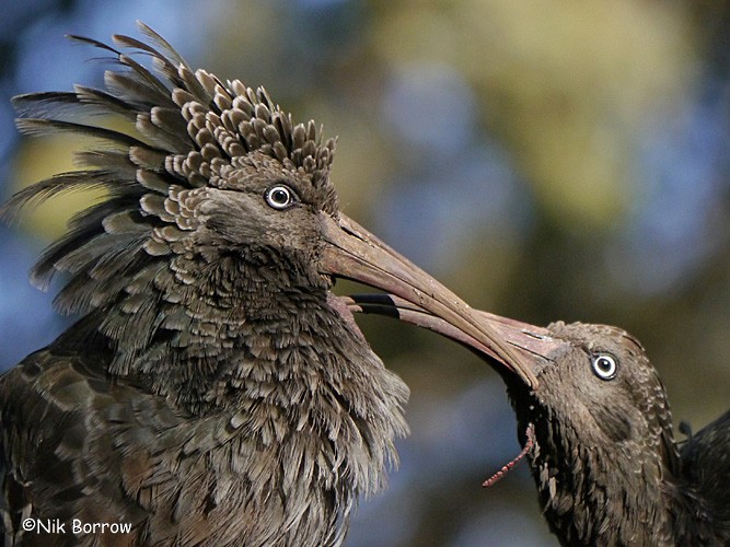 Wattled Ibis - ML205461961