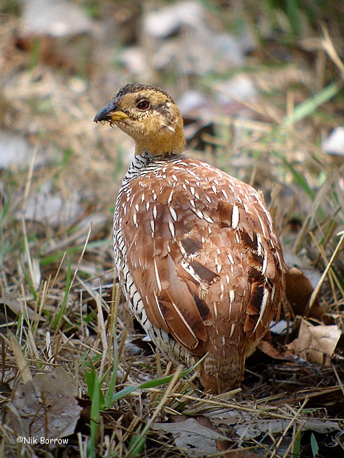 Schlegel's Francolin - Nik Borrow
