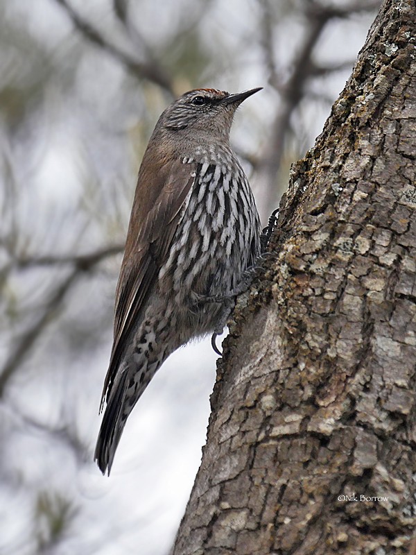 White-browed Treecreeper - ML205462271