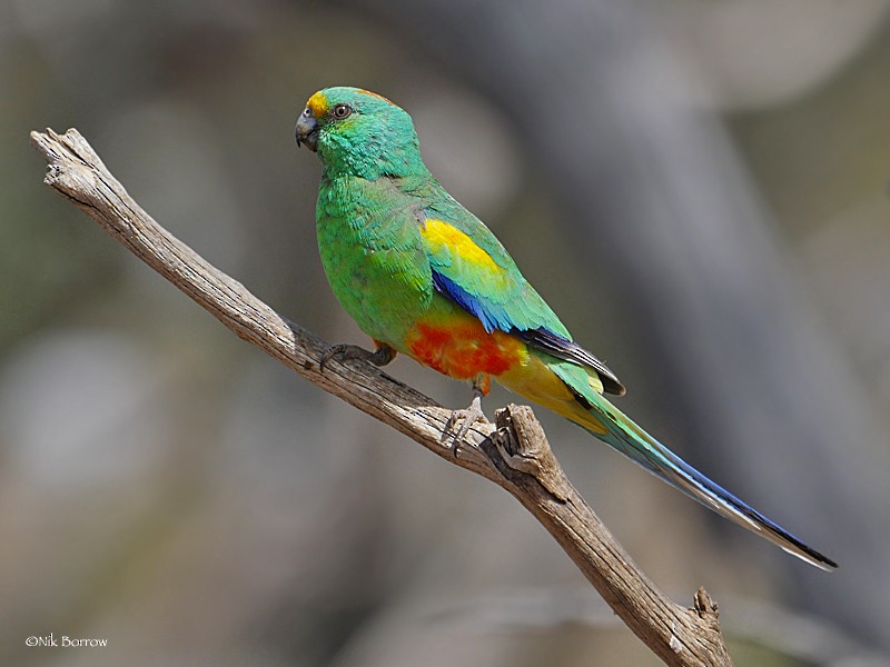 Папужка різнобарвний - ML205462331