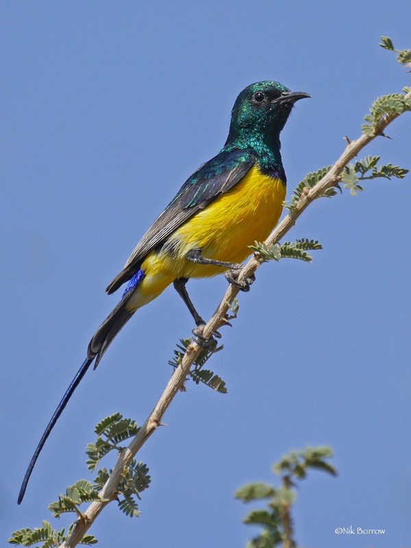 Nile Valley Sunbird - Nik Borrow