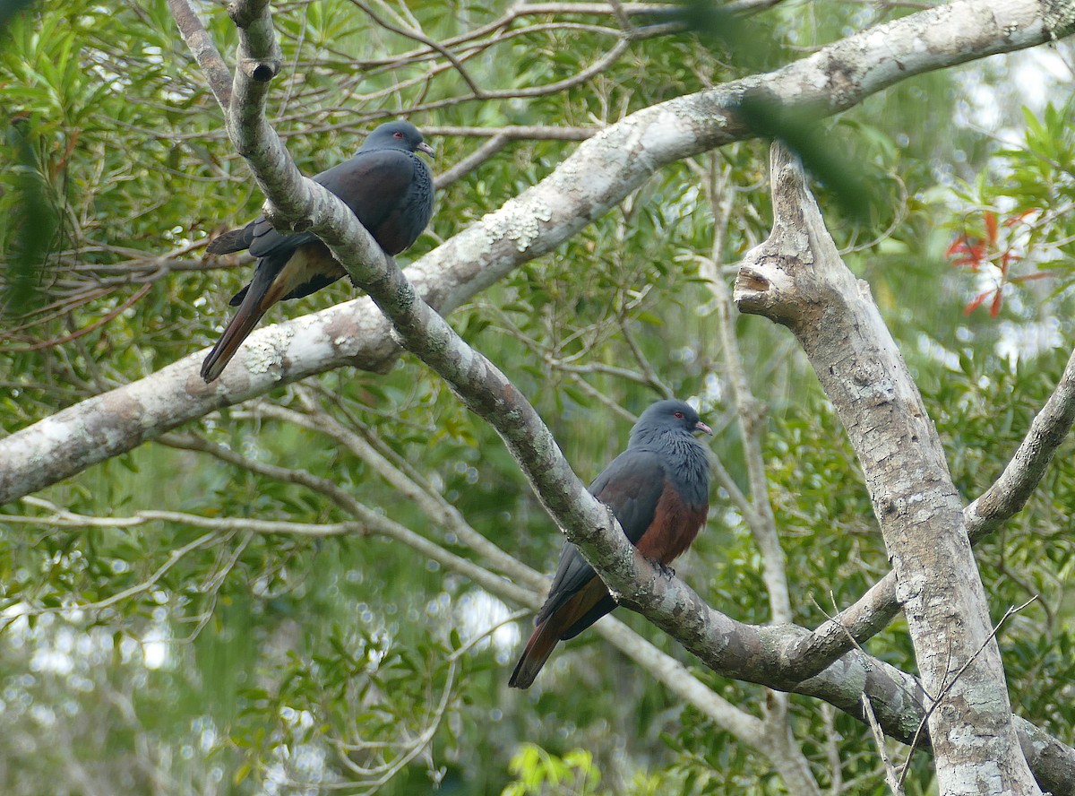 New Caledonian Imperial-Pigeon - Jens Thalund