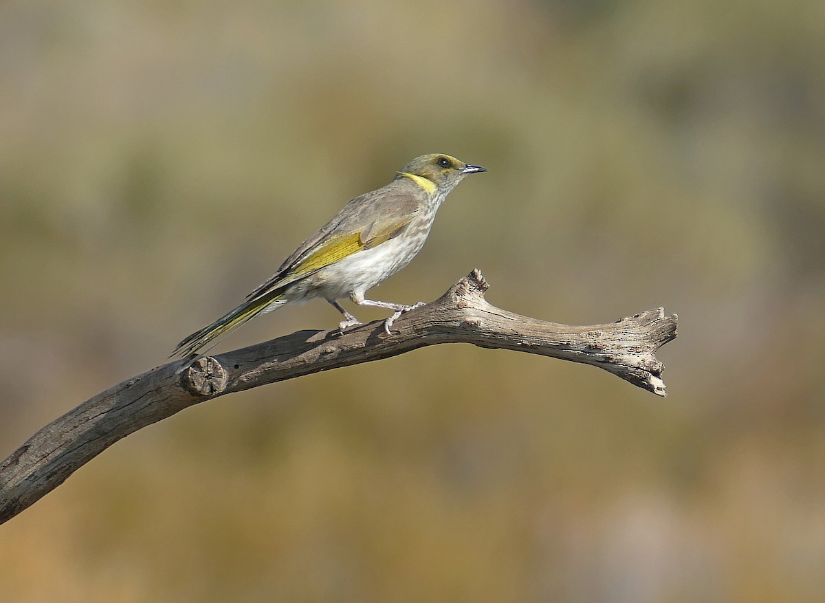 Yellow-plumed Honeyeater - ML205463391