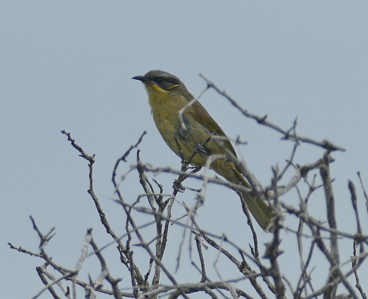 Purple-gaped Honeyeater - Jens Thalund