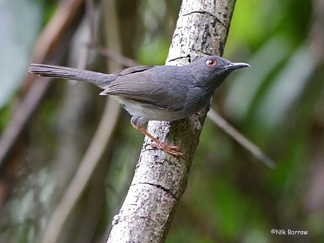 Sharpe's Apalis - Nik Borrow