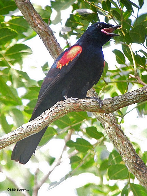 Red-shouldered Cuckooshrike - Nik Borrow