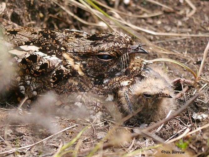 Montane Nightjar (Rwenzori) - ML205464101