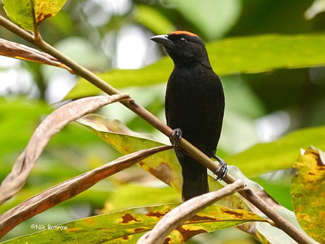 Red-crowned Malimbe - Nik Borrow